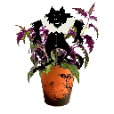 Avec Mélanie : Boîte de 10 plantes effrayantes 4.5 po