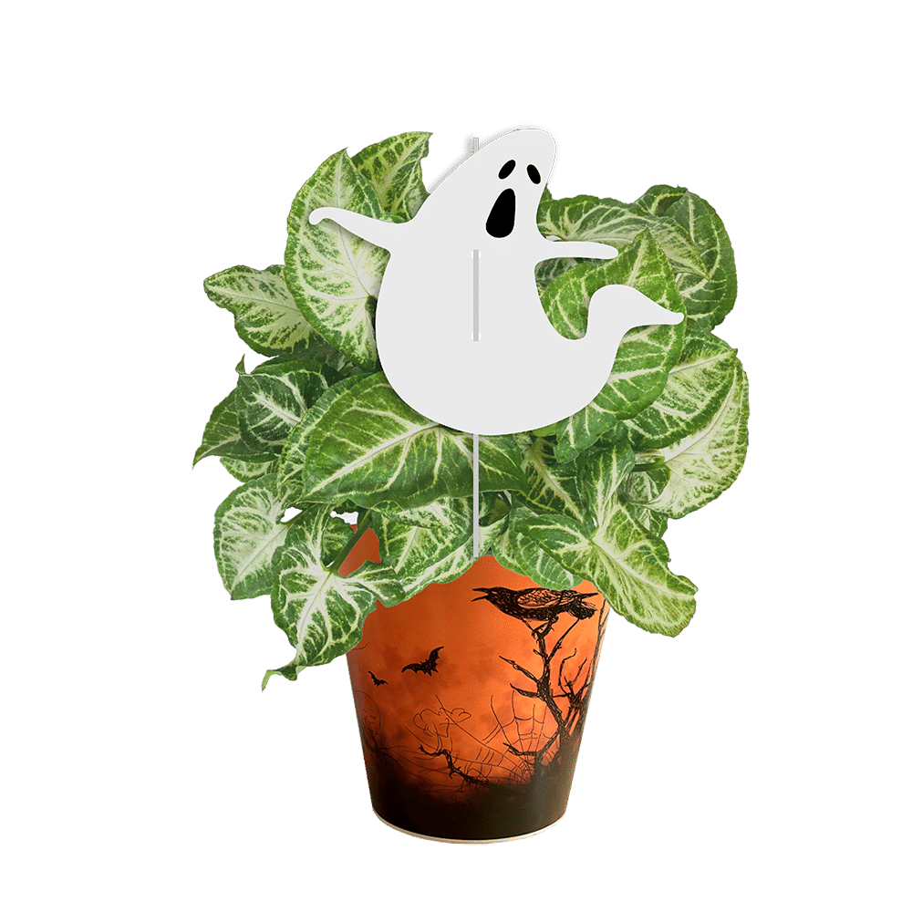 Avec Mélanie : Boîte de 10 plantes effrayantes 4.5 po