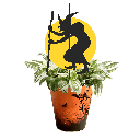 Avec Mélanie : Boîte de 10 plantes effrayantes 4.5 po