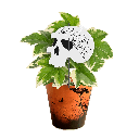 Avec Mélanie : Boîte de 10 plantes effrayantes 4.5 po