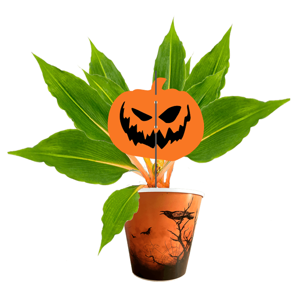 Avec Mélanie : Boîte de 10 plantes effrayantes 4.5 po