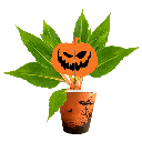 Avec Mélanie : Boîte de 10 plantes effrayantes 4.5 po