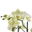 Orchidée blanc (Phalaenopsis spp)