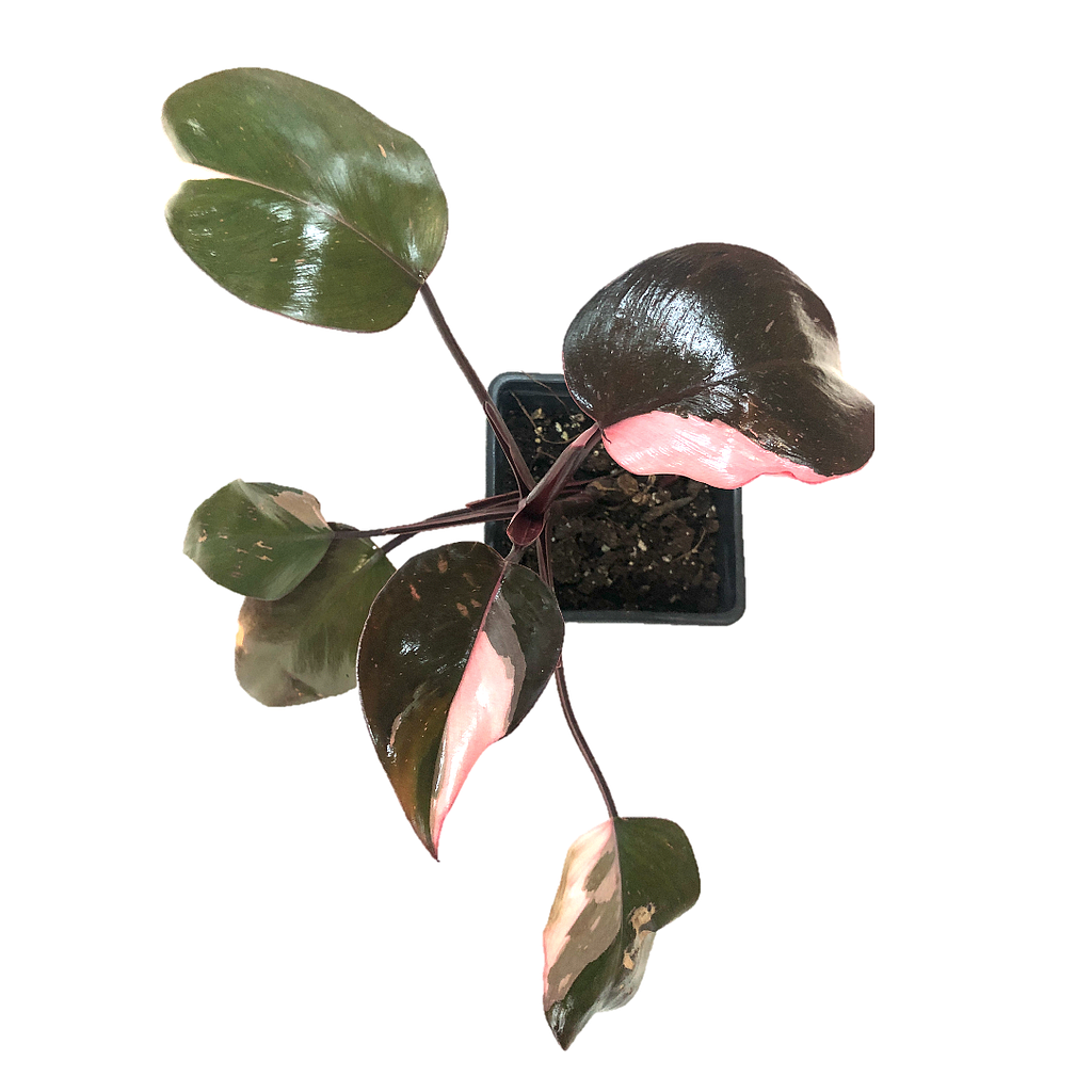 Philodendron pink princesse
