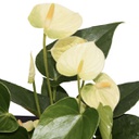 Anthurium andraeanum (blanc) (6 pouces)