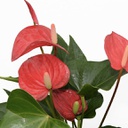 Anthurium andraeanum (rouge) (6 pouces)