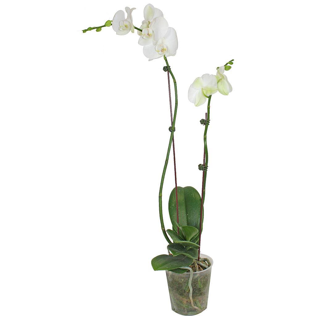 Orchidée blanc (Phalaenopsis spp)
