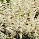 [1ASTICVW02] Astilbe vision in white (chinensis)