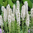 [1LIAFLOW02] Liatris floristant white (picata)