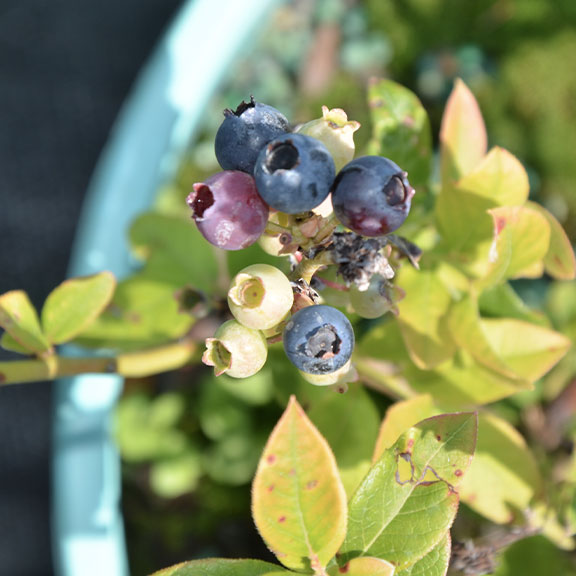 Vaccinium 'Northblue' (Bleuet ‘Northblue’)