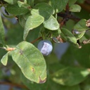 Camerisier honeysuckle haskap yazberry