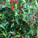 Semences piment Thai Hot biologique