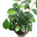 Ficus microcarpa