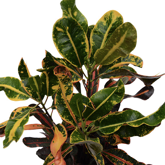 Codiaeum (croton) variegatum Mamey