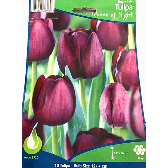 Bulbes de Tulipes Queen of night à planter au jardin