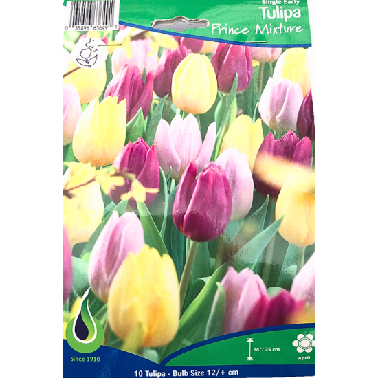 Bulbes de tulipes rubis prince