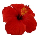 Hibiscus rosa-sinensis (Rouge) (10" sur tige)