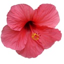 Hibiscus rosa-sinensis (Rose) (10" sur tige)