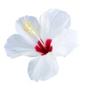 Hibiscus rosa-sinensis (Blanc) (10" sur tige)