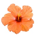 Hibiscus rosa-sinensis (orange) (10" sur tige)
