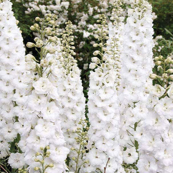 Delphinium white (magic fountains)