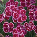 Dianthus fire and ice