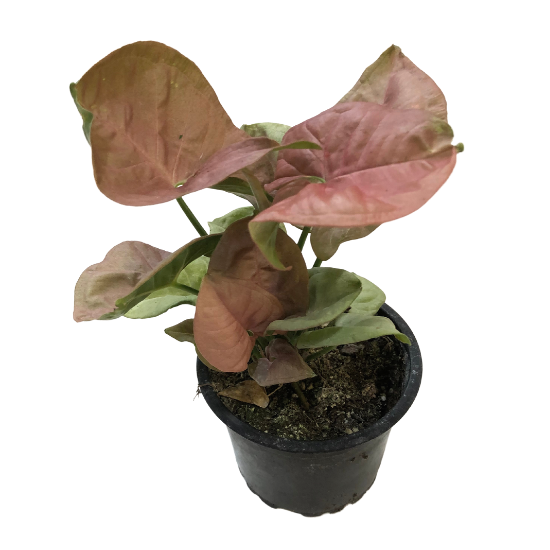 Syngonium Neon Robusta, plante en pot, plante d'intérieur vivante,  coloration incroyable, facile à cultiver, rose, ~ 6 cm[533] - Cdiscount  Maison
