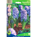 Bulbes : Jacinthe - Delft Blue - Hyacinth Orientalis