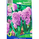 Bulbes : Jacinthe - Splendid Cornelia - Hyacinth Orientalis