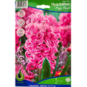 Bulbes : Jacinthe - Pink Pearl - Hyacinth Orientalis