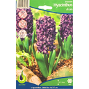 Bulbes : Jacinthe - Aïda - Hyacinth Orientalis