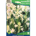 Bulbes : Jacinthe - Hispanica White - Hyacinthoide