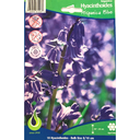Bulbes : Jacinthe - Hispanica Blue - Hyacinthoide