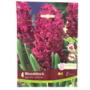 Bulbes : Jacinthe - Woodstock - Hyacinth