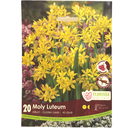 Bulbes : Allium - Moly Luteum - Ail Doré