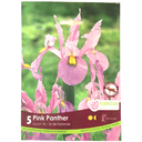 Bulbes: Iris de Hollande - Pink Panther
