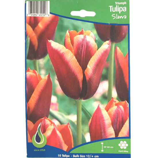 Offre 30 Bulbes Tulipe Triumph Slawa Bulbes à Fleurs