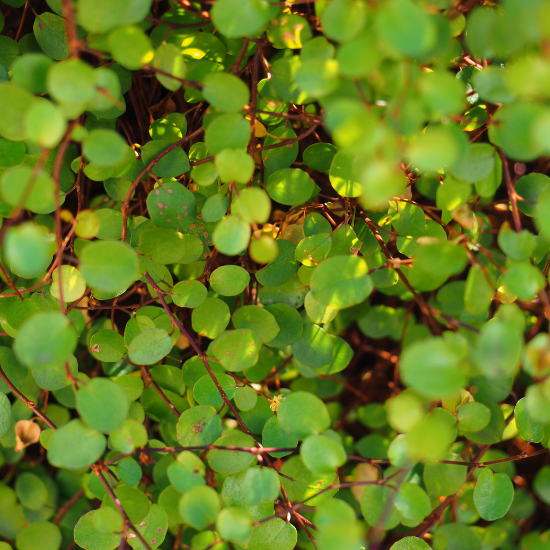 Muehlenbeckia Emerald Dream