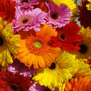 [GERBFLORSELE5] Gerbera Floriline Selection Maxi Mix