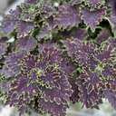 [COLELIME5] Coleus Limewire