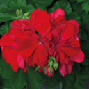 [GERASUNRROUG4] Geranium Sunrise (Benita dark red, 4 pouces)