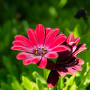 [OSTEZIONROUG4] Osteospermum Zion (Rouge)