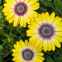 [OSTEBLUEBEAU5] Osteospermum (5 pouces)