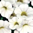 [CALICALIBLAN4] Calibrachoa Calitastic (White, 4 pouces)