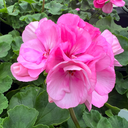 [GERAELANROSE12] Jardiniere Geranium Elanos (Rose)