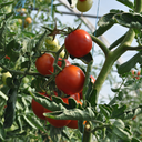 [TOMAPATIROUG4.5] Tomate Patio