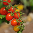 [TOMAPROFROUG4.5] Tomate Profi-Frutti Cherry