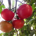 [TOMAREDMORNROUG4.5] Tomate Red Morning