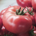 [TOMASAVIROSE4.5] Tomate Savignac