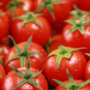 [TOMASUMMLASTROUG4.5] Tomate Summerlast
